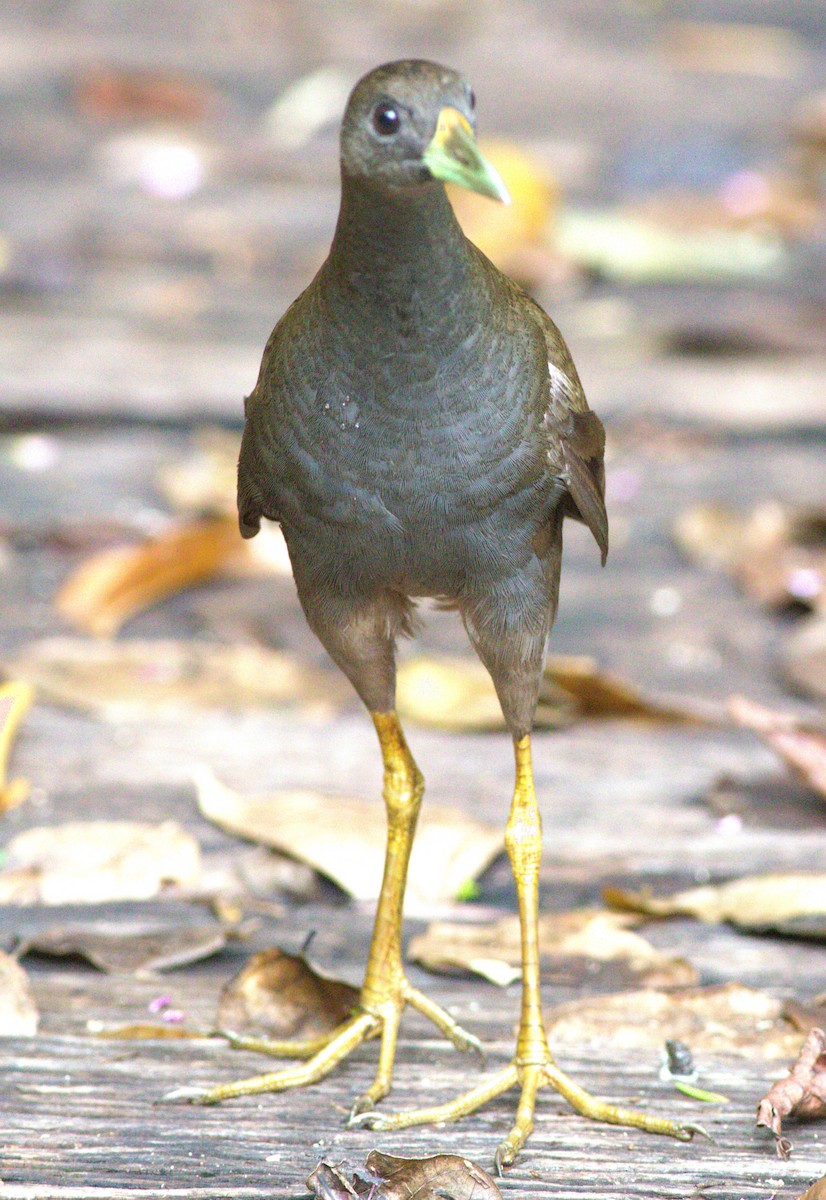 Pale-vented Bush-hen - ML613300367