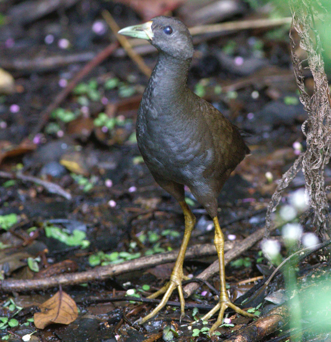 Pale-vented Bush-hen - ML613300368