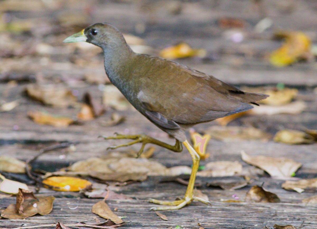 Pale-vented Bush-hen - ML613300369