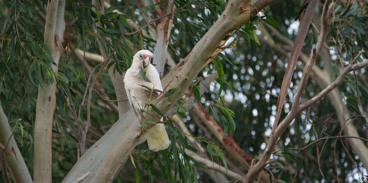 Little Corella - Ben Milbourne