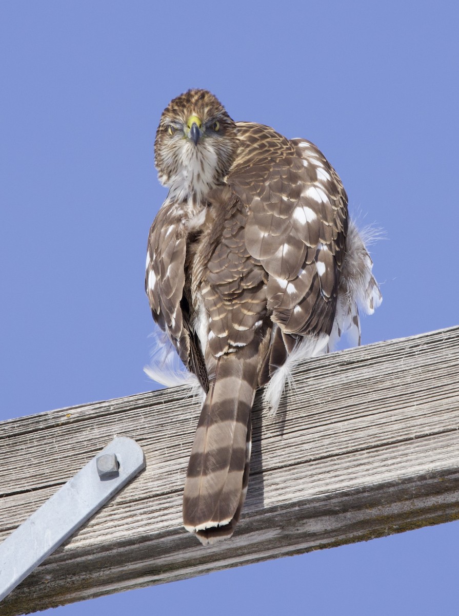 Cooper's Hawk - ML613300398