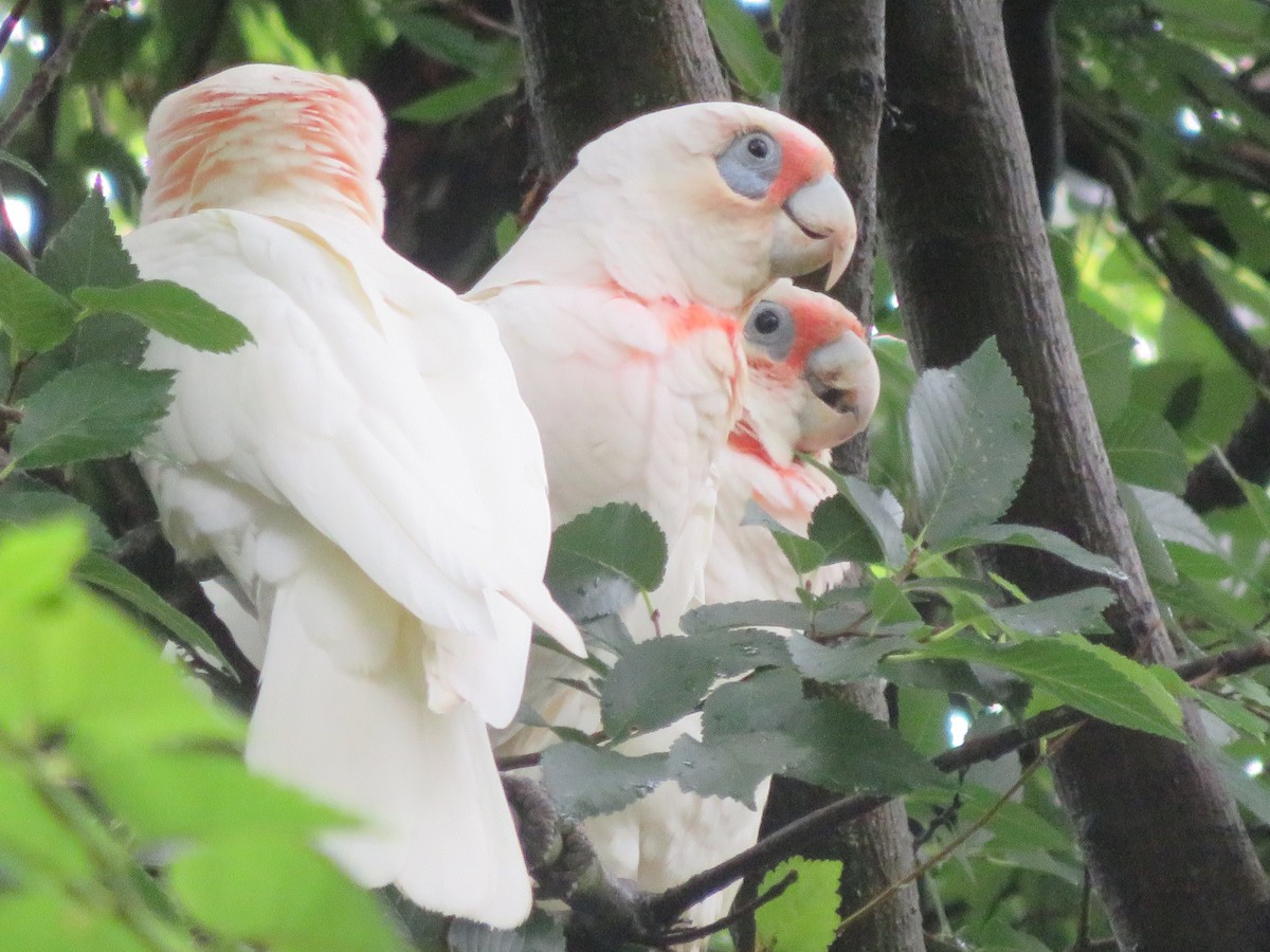 Long-billed Corella - ML613300459