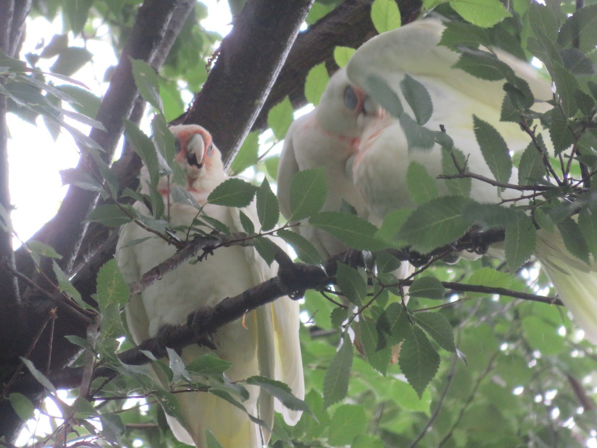 Long-billed Corella - Christine D