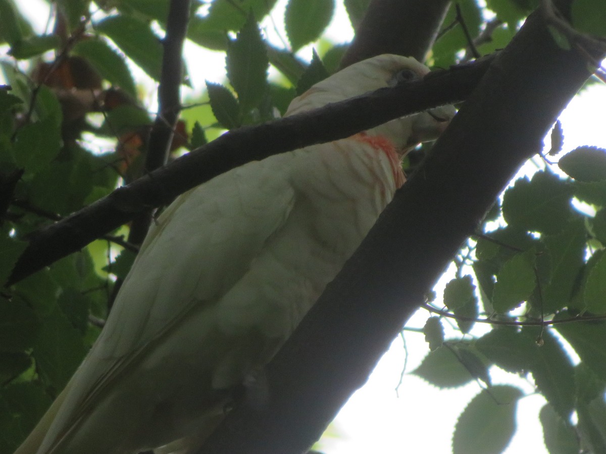 Long-billed Corella - Christine D