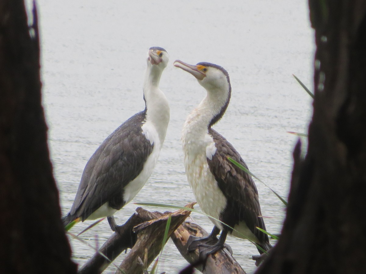 Pied Cormorant - ML613300502