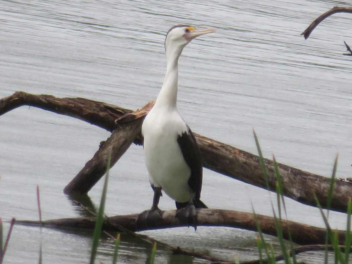 Pied Cormorant - Christine D