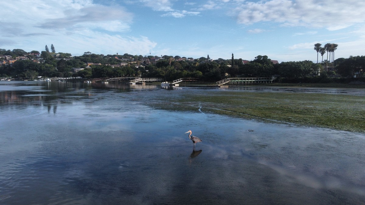 Goliath Heron - ML613300517