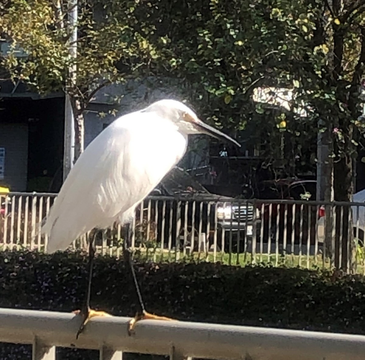 Little Egret - ML613300599