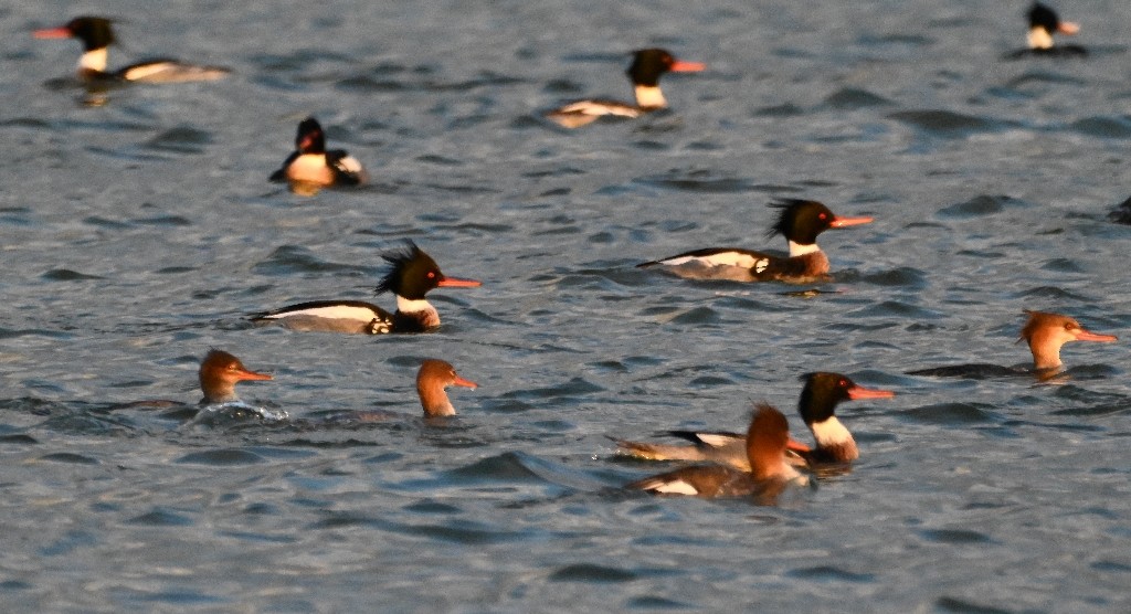 Red-breasted Merganser - ML613300603