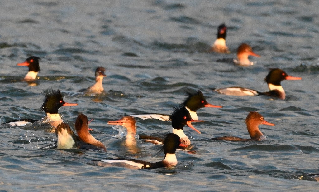 Red-breasted Merganser - ML613300604