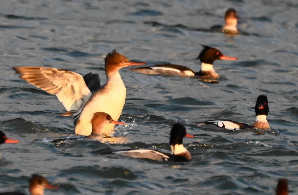 Red-breasted Merganser - ML613300605