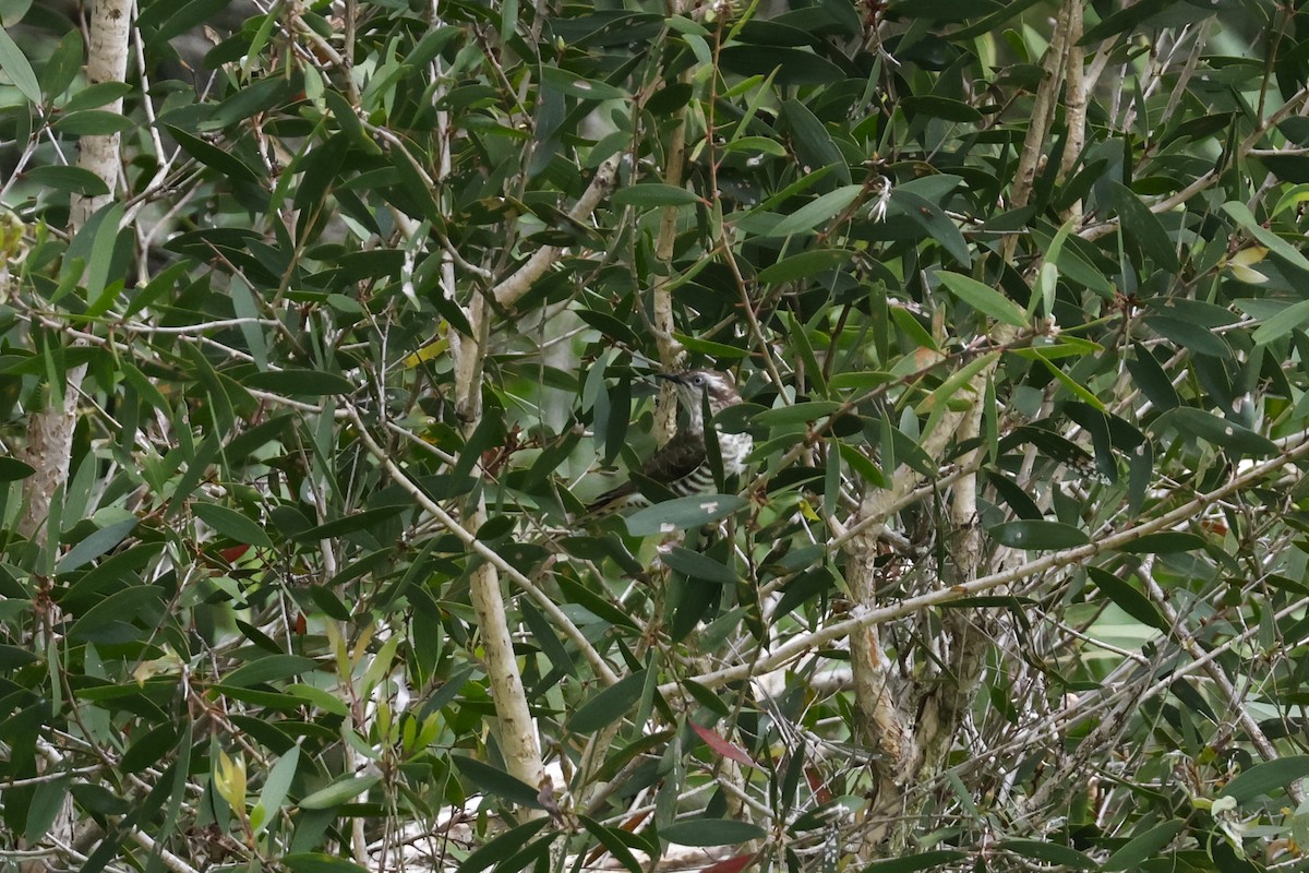 Horsfield's Bronze-Cuckoo - ML613300633