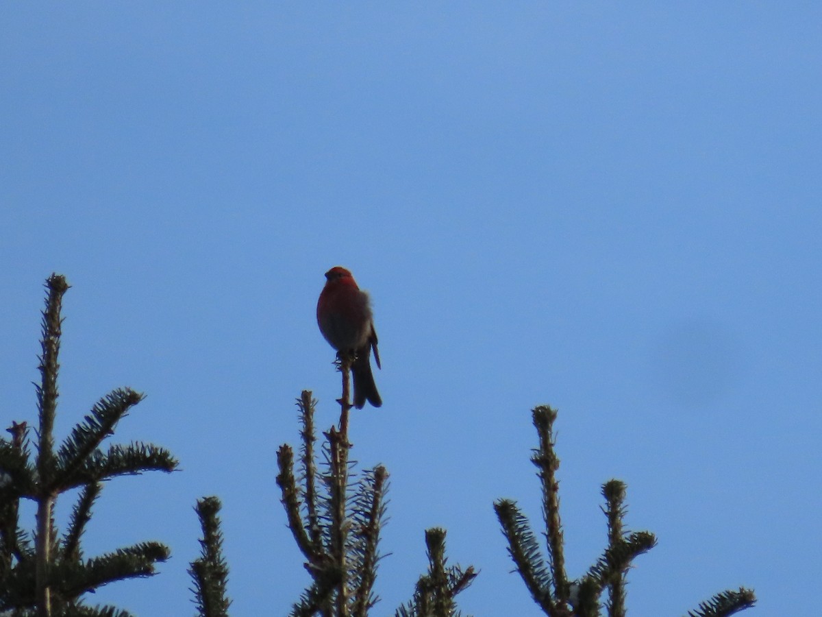 Pine Grosbeak - ML613300635