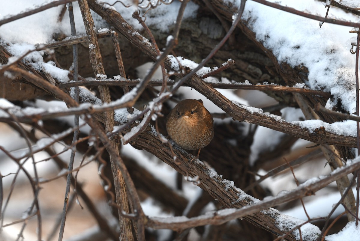 Winter Wren - Ted Bradford