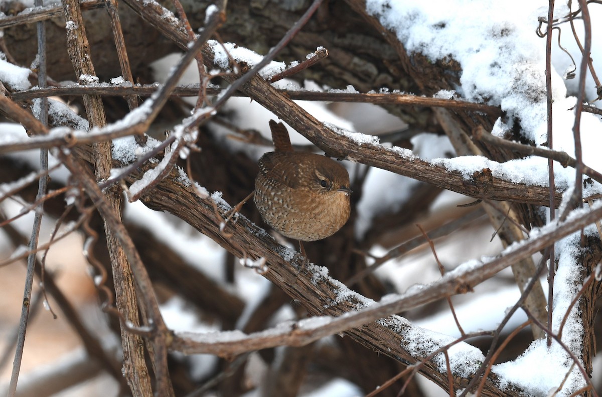 Winter Wren - Ted Bradford