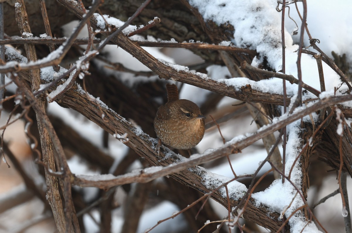 Winter Wren - Ted Bradford