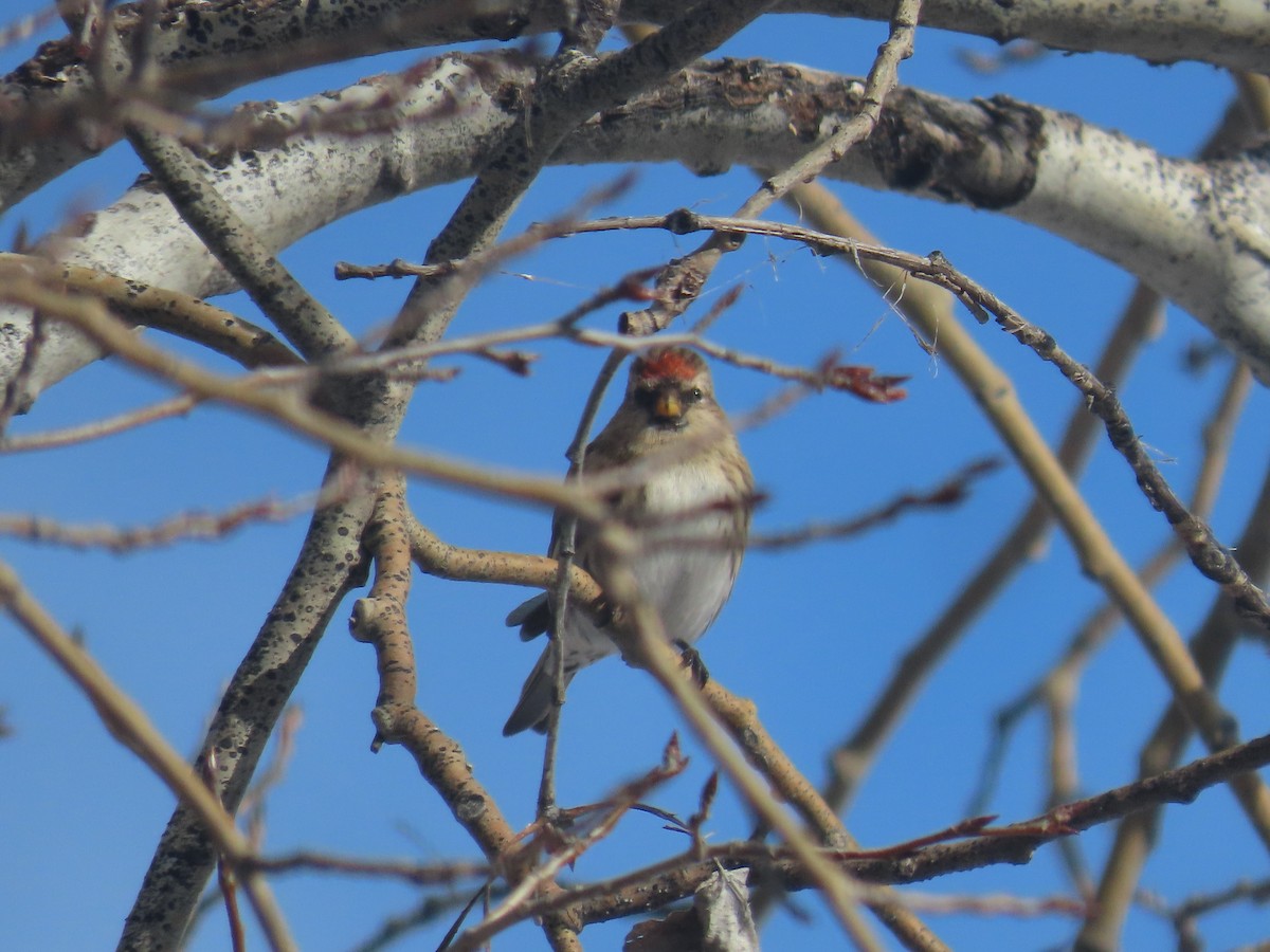 Common Redpoll - ML613300669