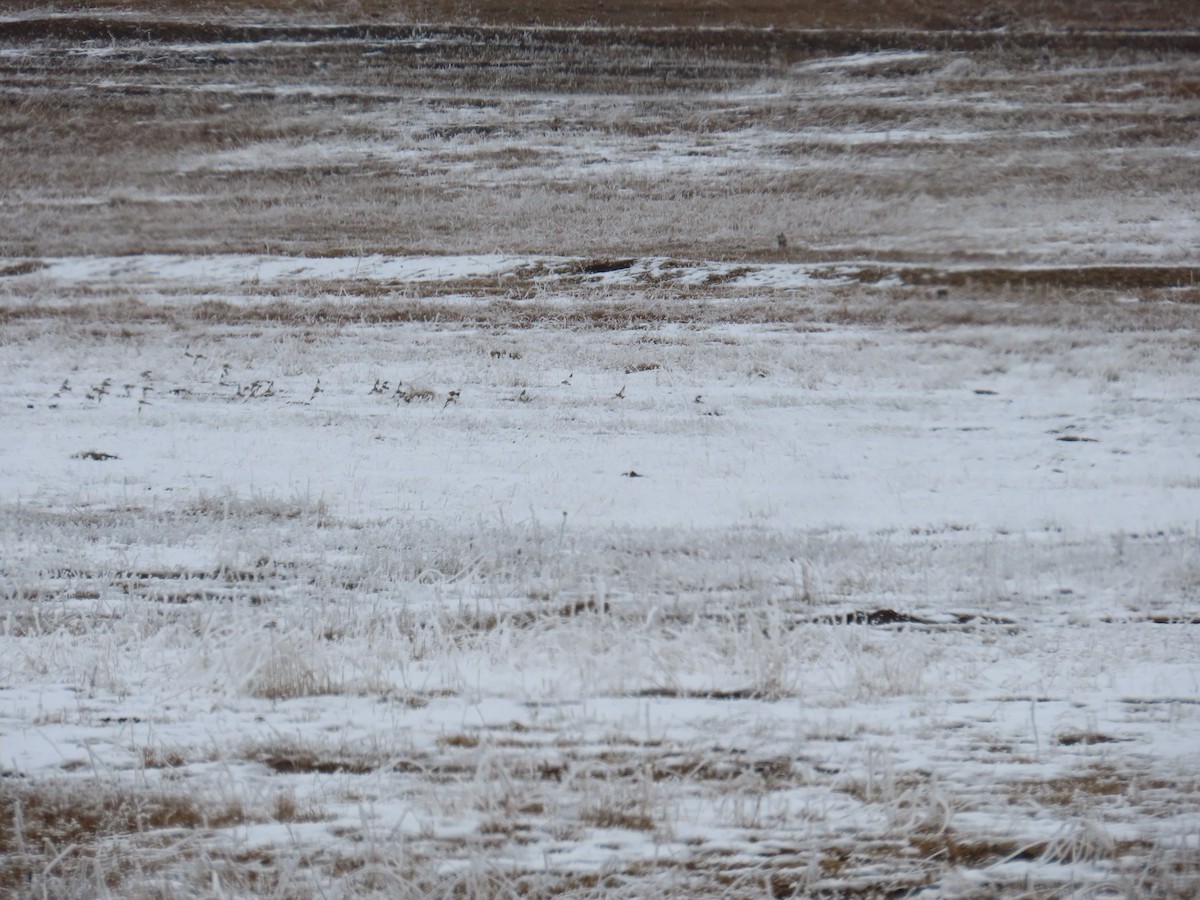 Snow Bunting - ML613300693