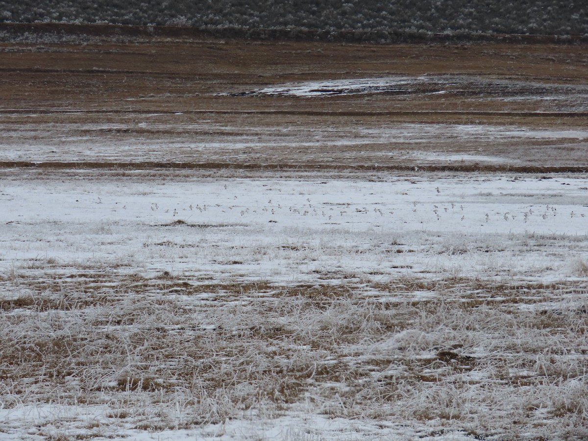 Snow Bunting - ML613300694