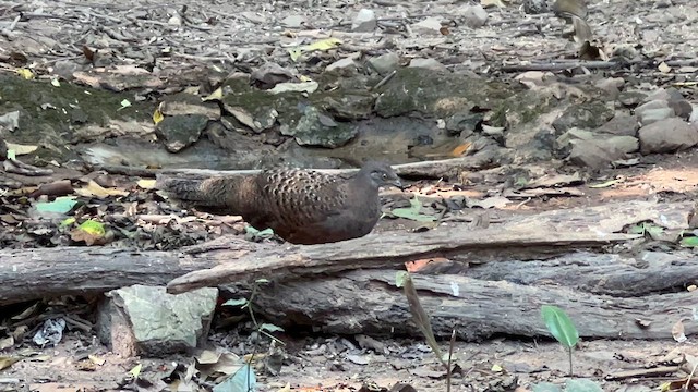 Gray Peacock-Pheasant - ML613300826