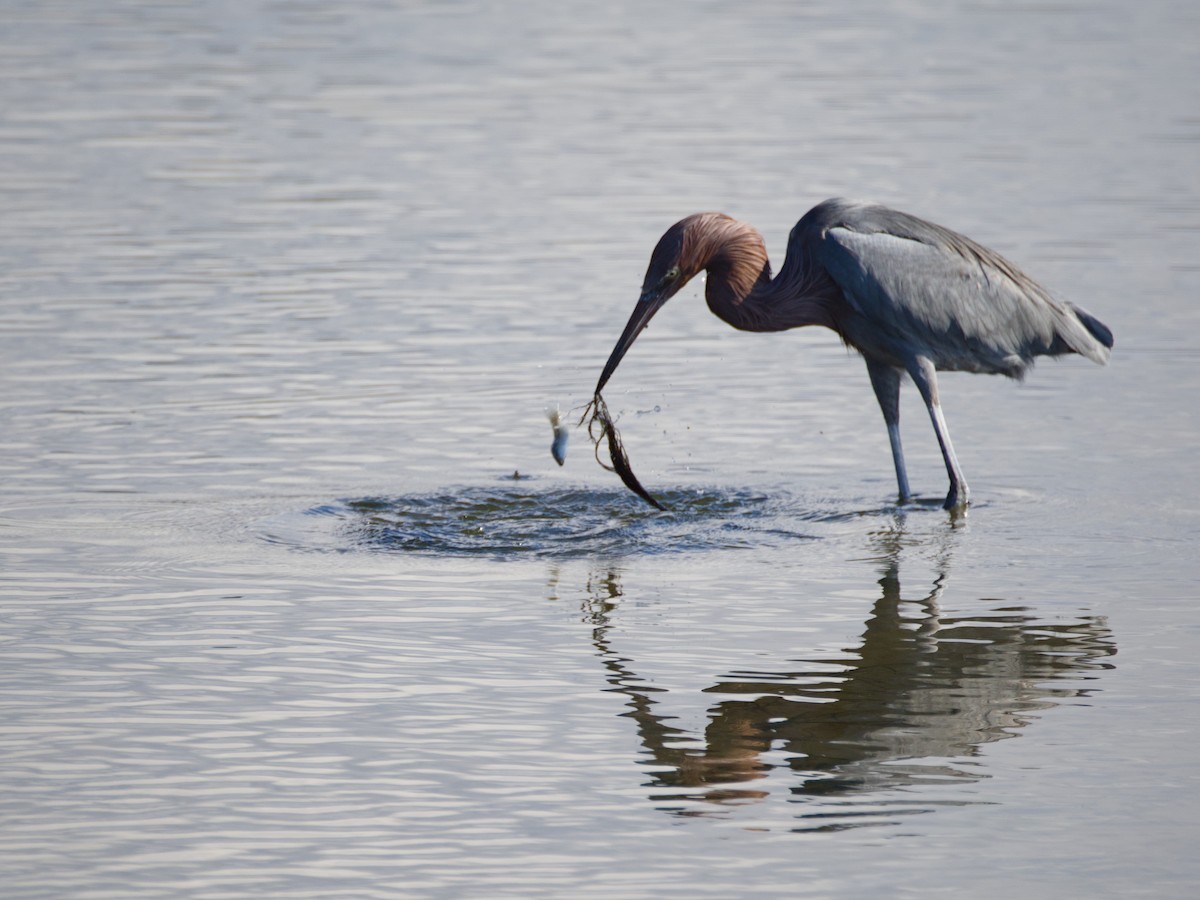 Reddish Egret - ML613300838