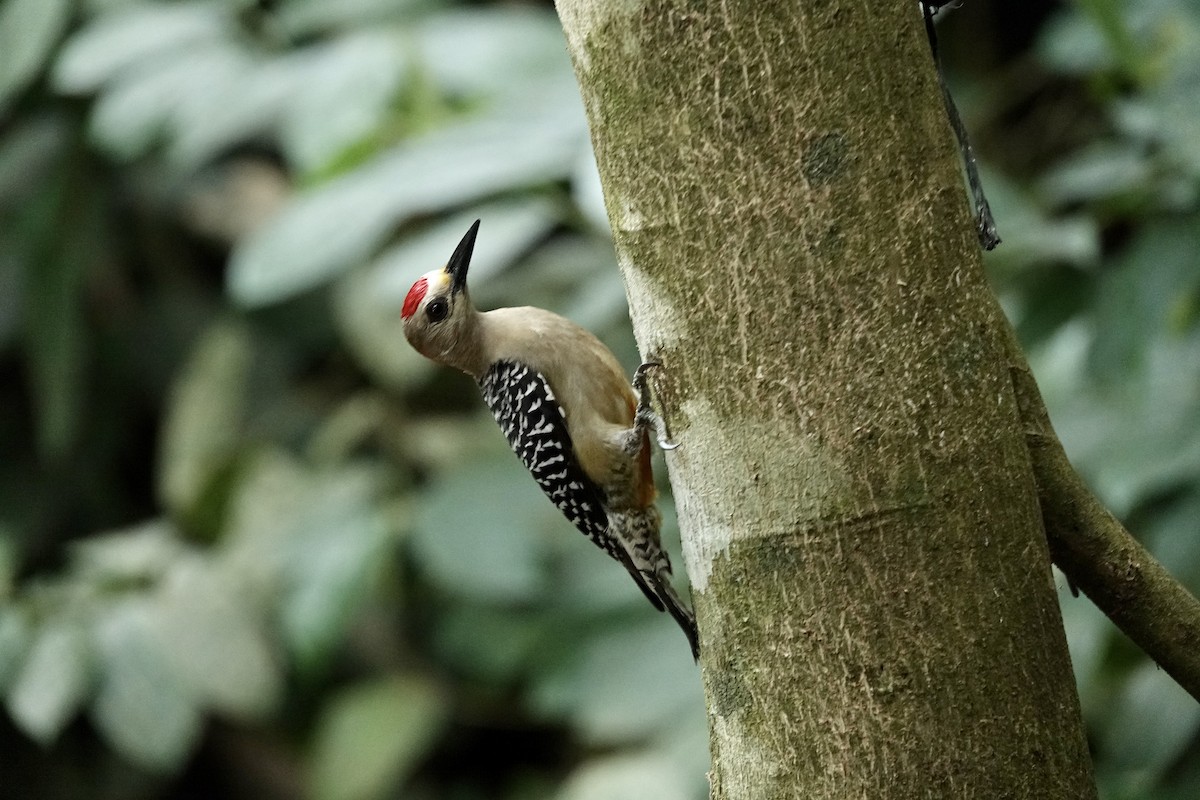 Hoffmann's Woodpecker - ML613300917