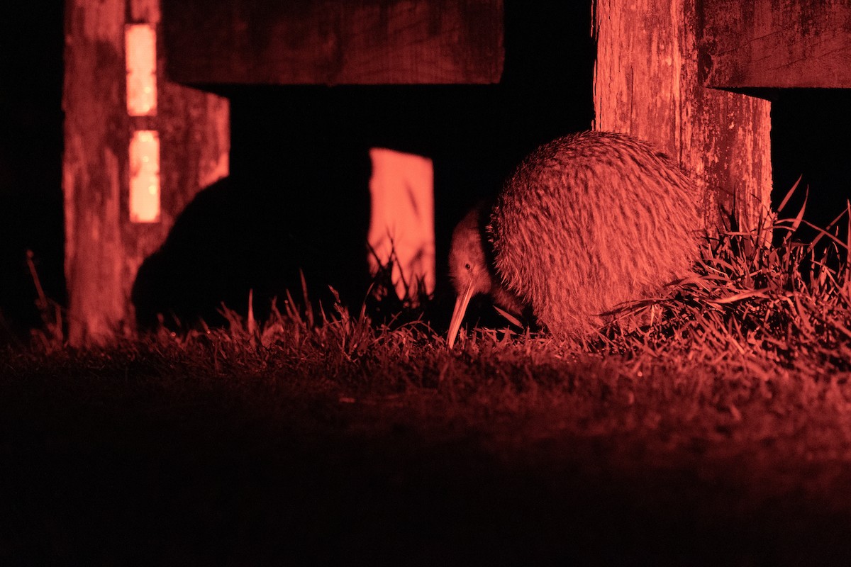 Southern Brown Kiwi (Stewart I.) - ML613301049