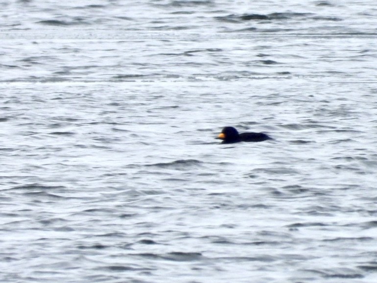 Black Scoter - ML613301249