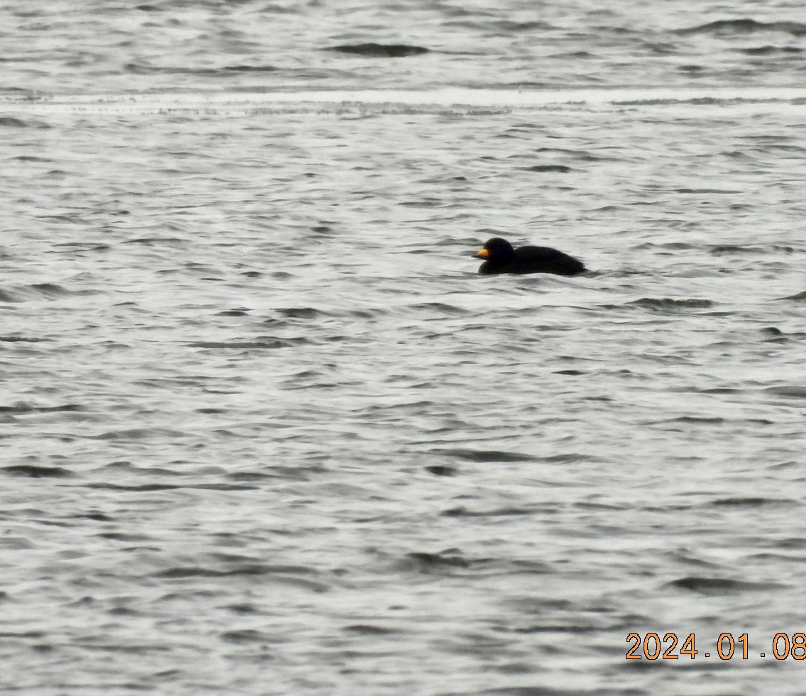 Black Scoter - Lyne Pelletier