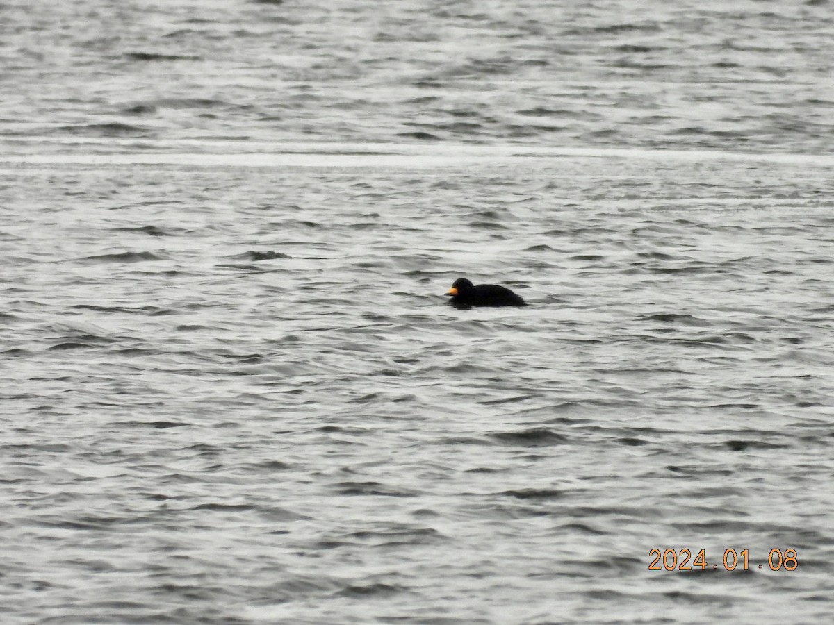 Black Scoter - ML613301251