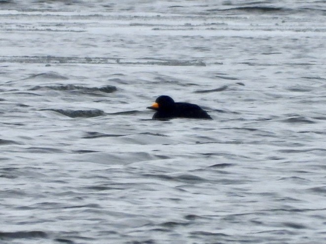 Black Scoter - ML613301252