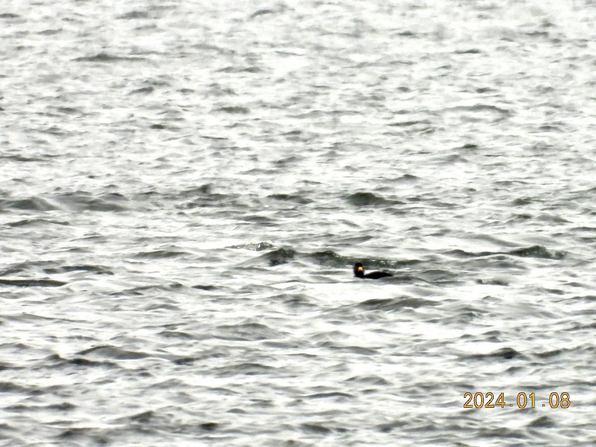 Black Scoter - Lyne Pelletier