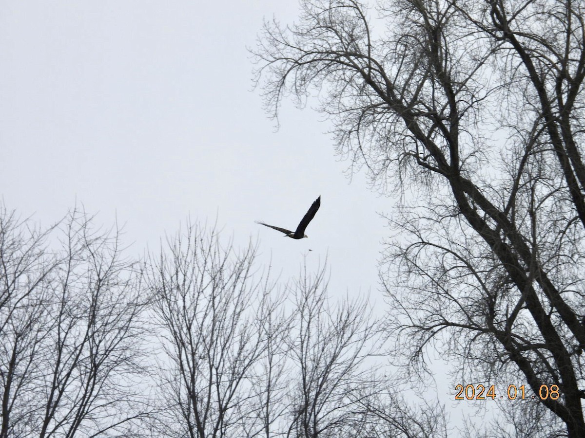 Bald Eagle - ML613301269