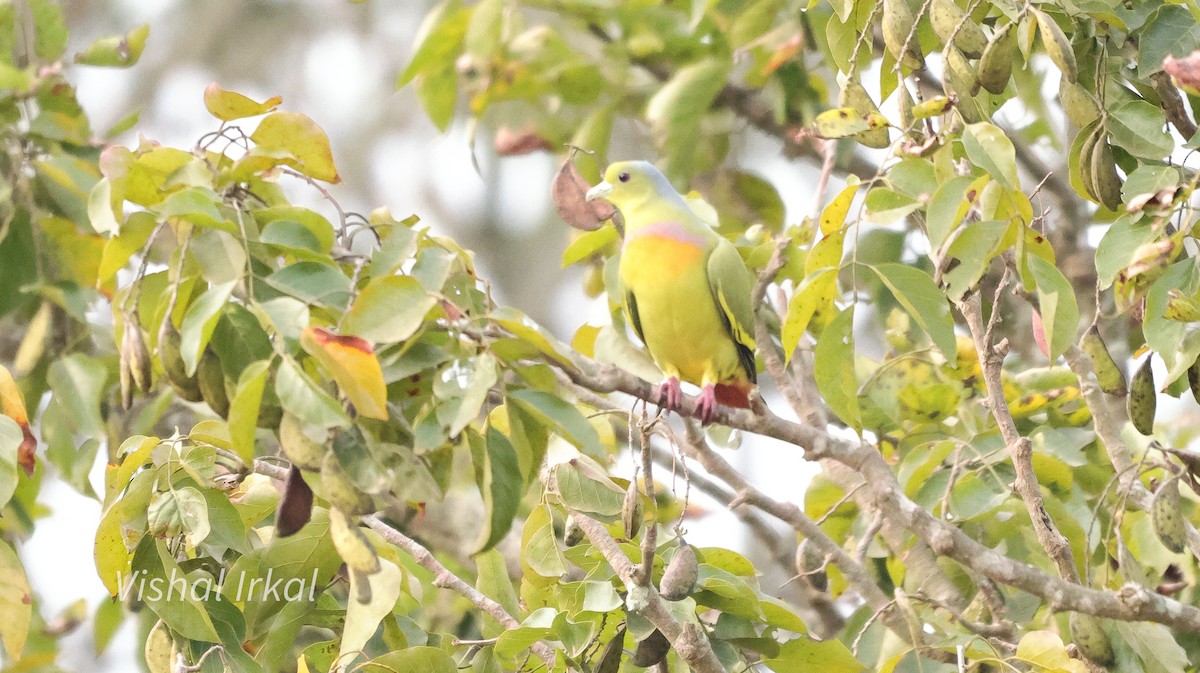 Orange-breasted Green-Pigeon - ML613301271