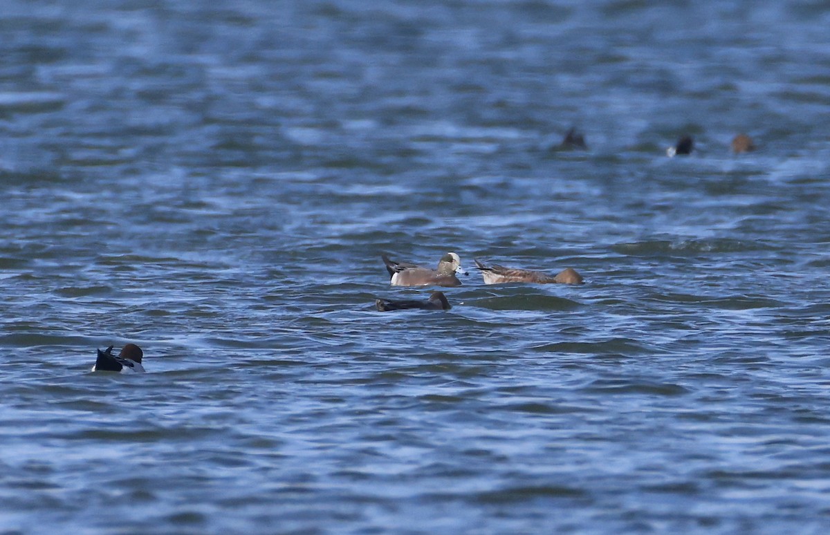 American Wigeon - ML613301363