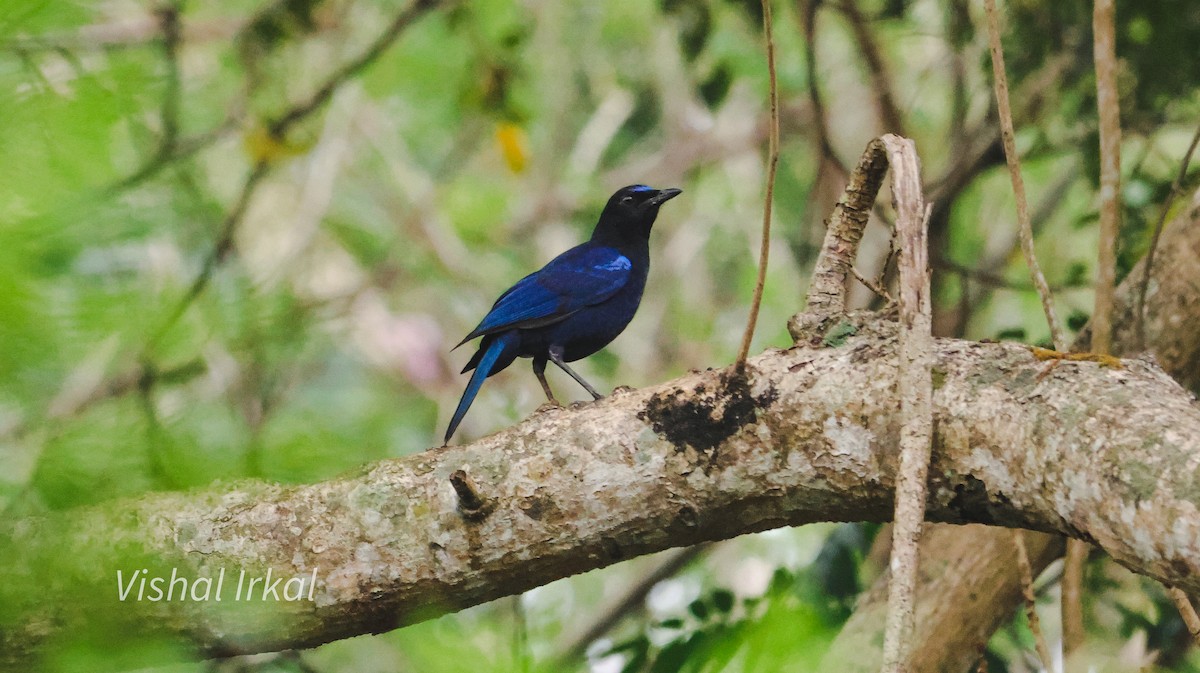 Малабарская синяя птица - ML613301375