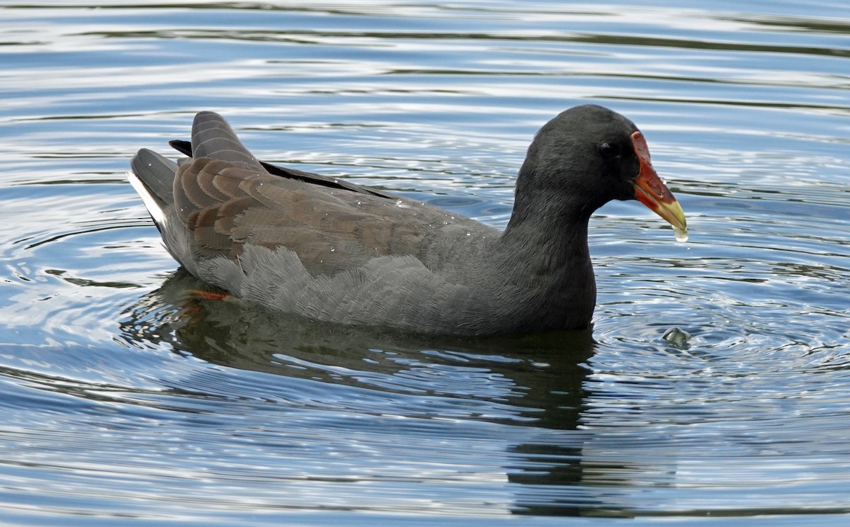 Gallineta Enlutada - ML613301392