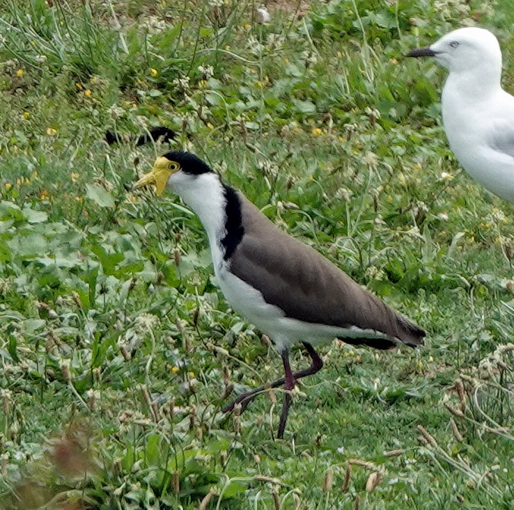 Masked Lapwing - Russell Scott