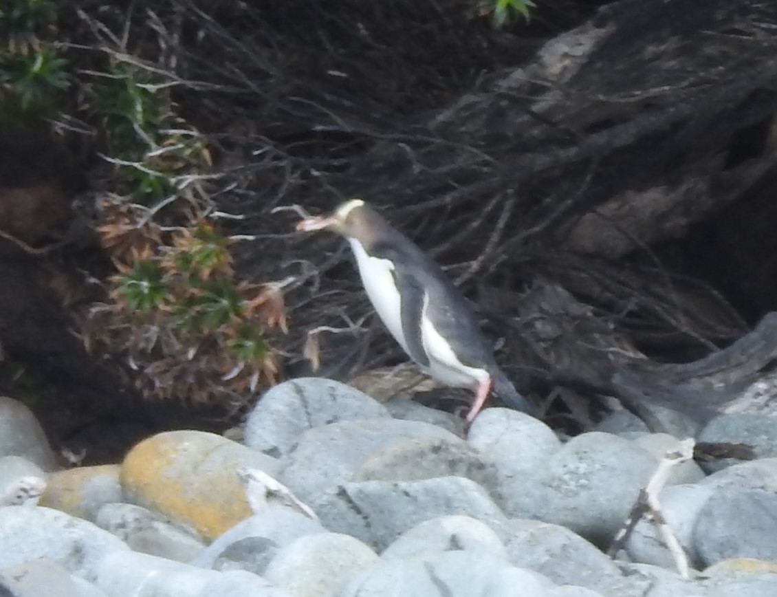 Yellow-eyed Penguin - ML613301461