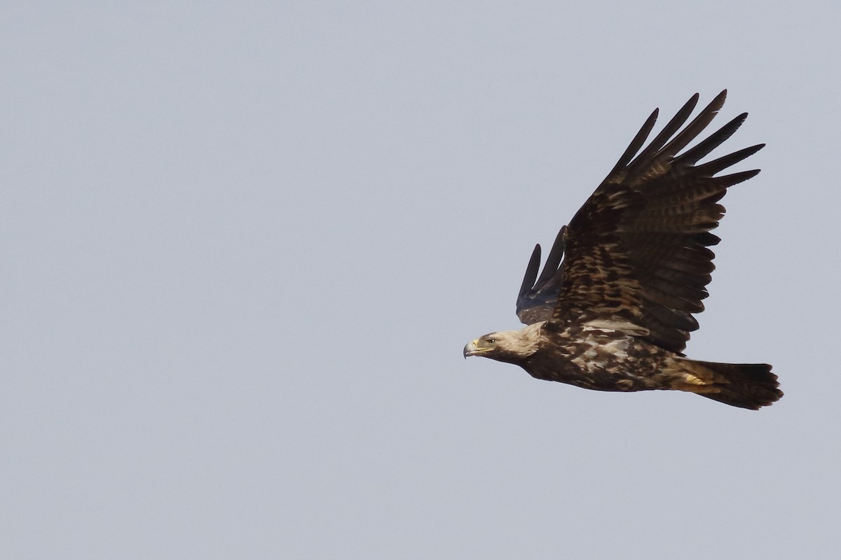 Imperial Eagle - Avi Shneor