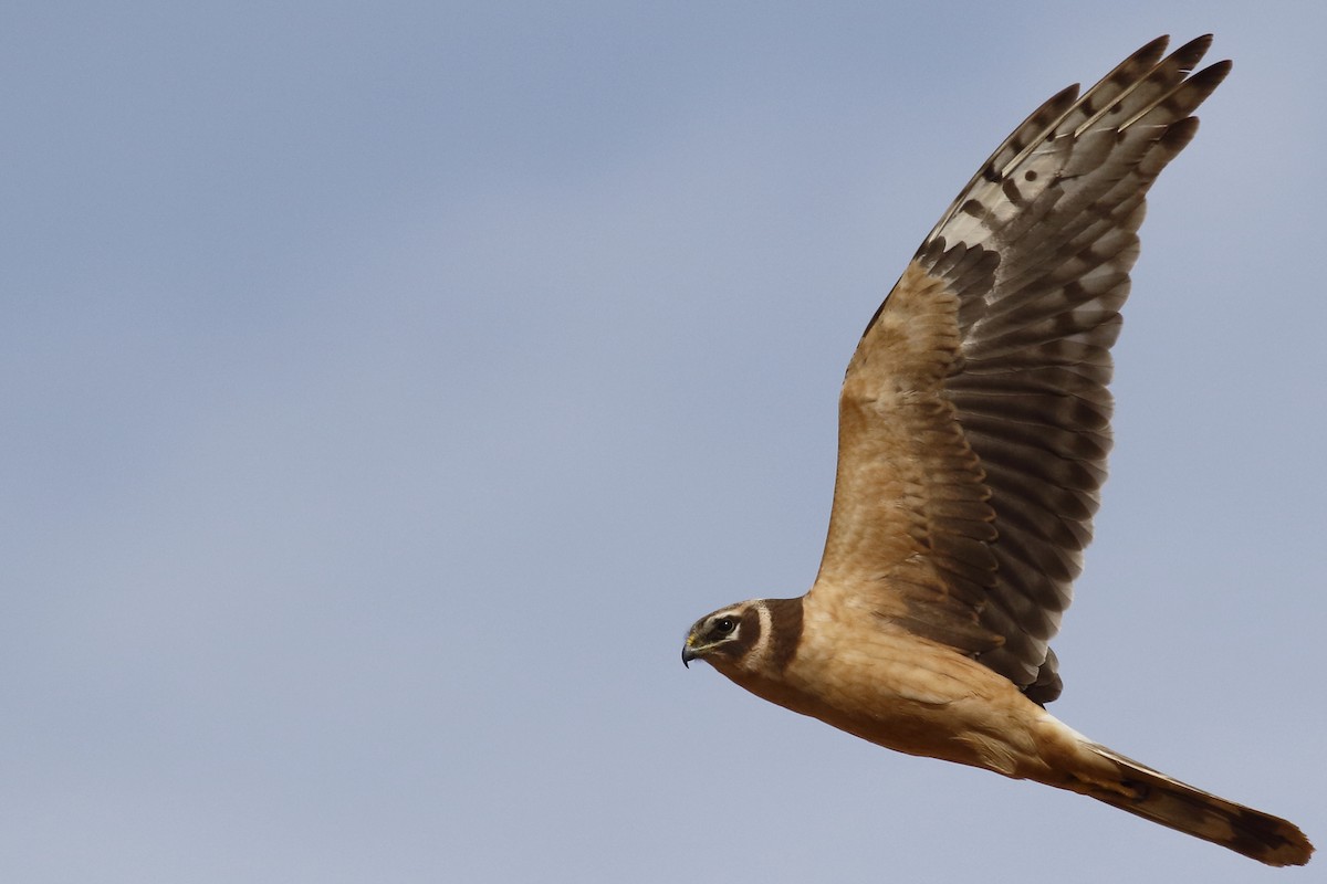 Pallid Harrier - Avi Shneor