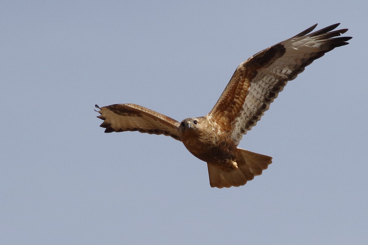 Long-legged Buzzard - ML613301495