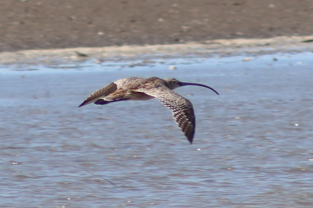 Far Eastern Curlew - ML613301506