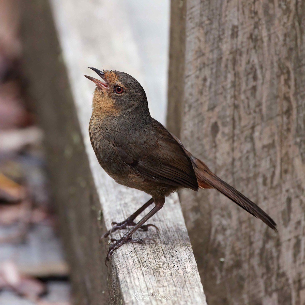 Pilotbird - Robyn Cuzens