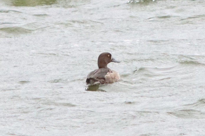 Tufted Duck - ML613301821
