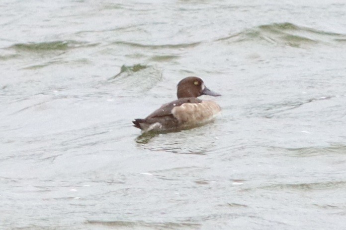 Tufted Duck - ML613301823