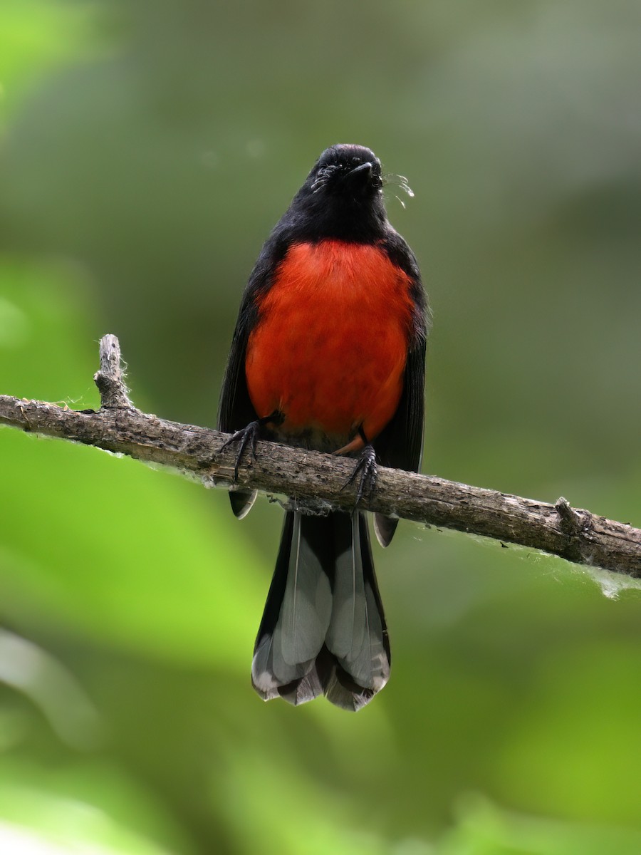 Slate-throated Redstart - Mike Jones