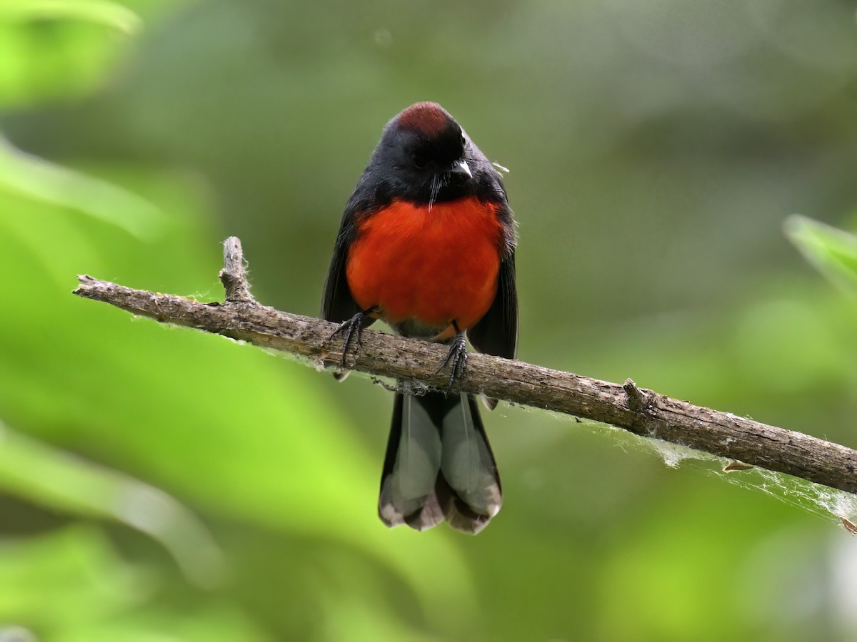 Slate-throated Redstart - Mike Jones