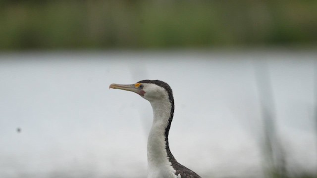 Pied Cormorant - ML613301900