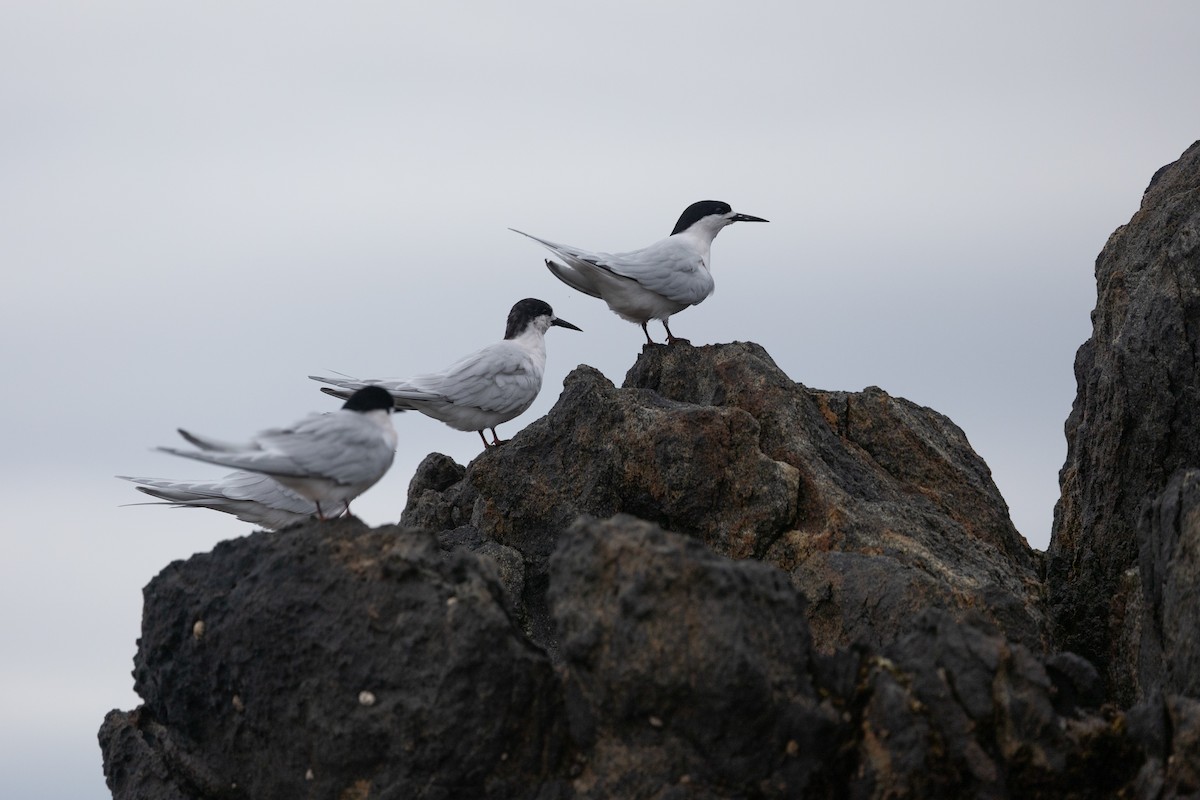 White-fronted Tern - ML613301908